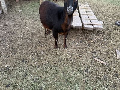 Female goat