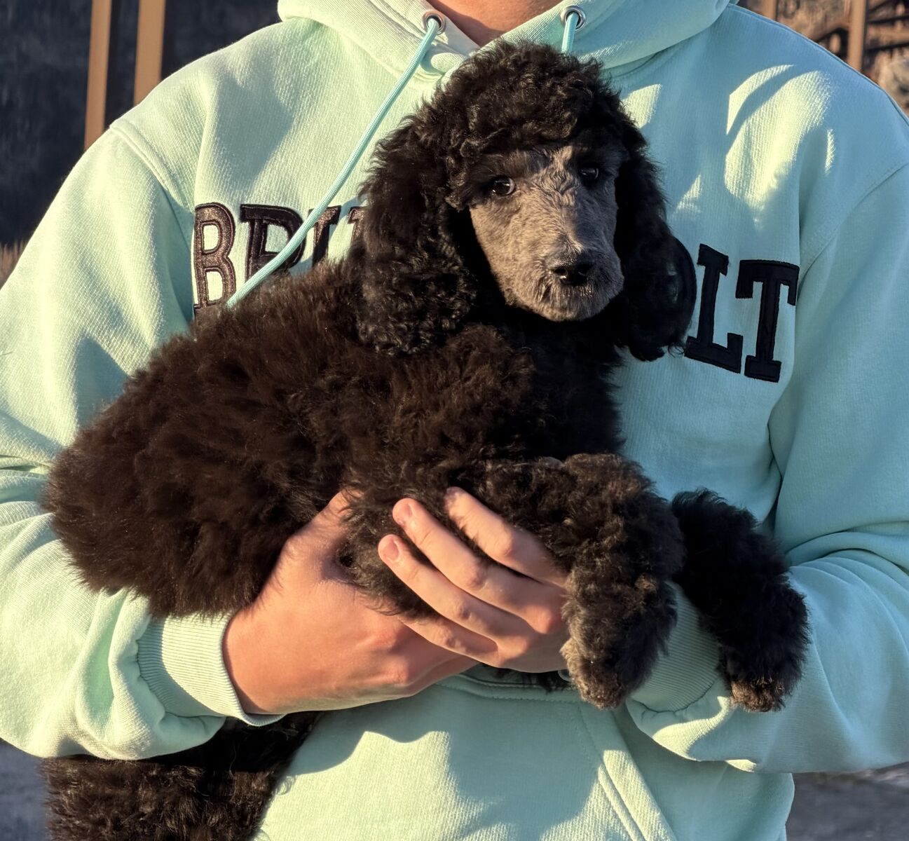 Standard poodles AKC