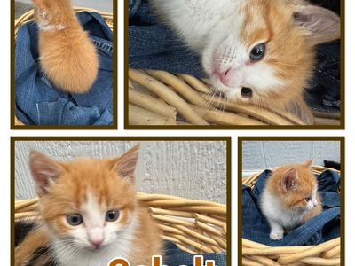 Kittens love at first sight