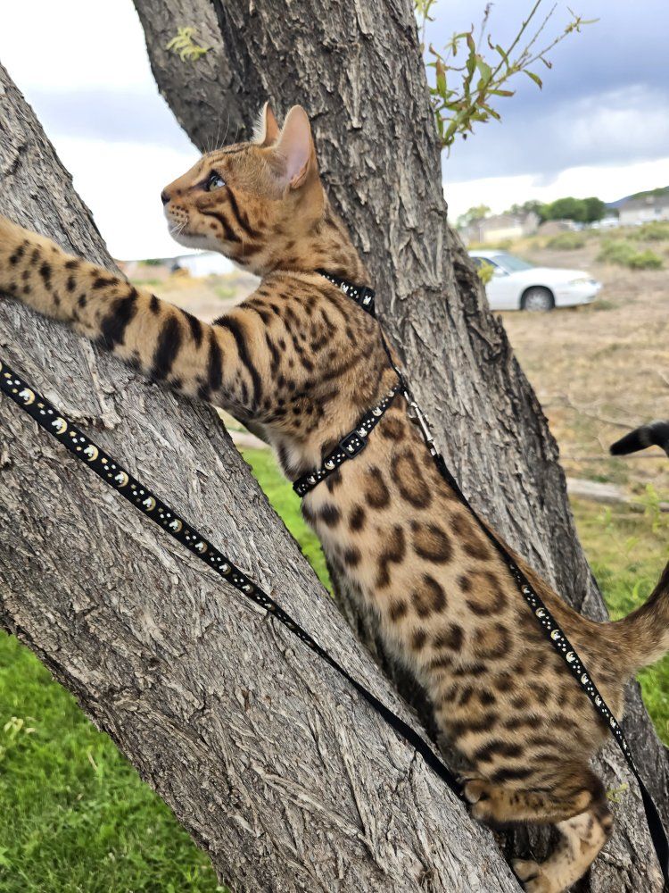 Gorgeous Male TICA Registered Bengal Kitten 