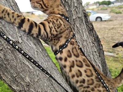 Gorgeous Male TICA Registered Bengal Kitten