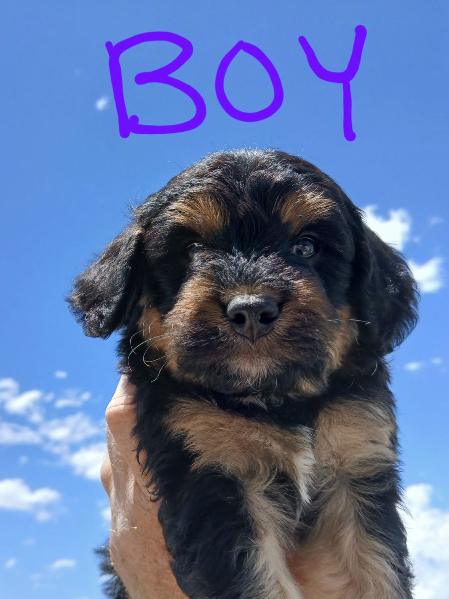 Cavapoo Puppies