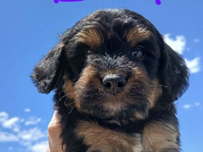 Cavapoo Puppies