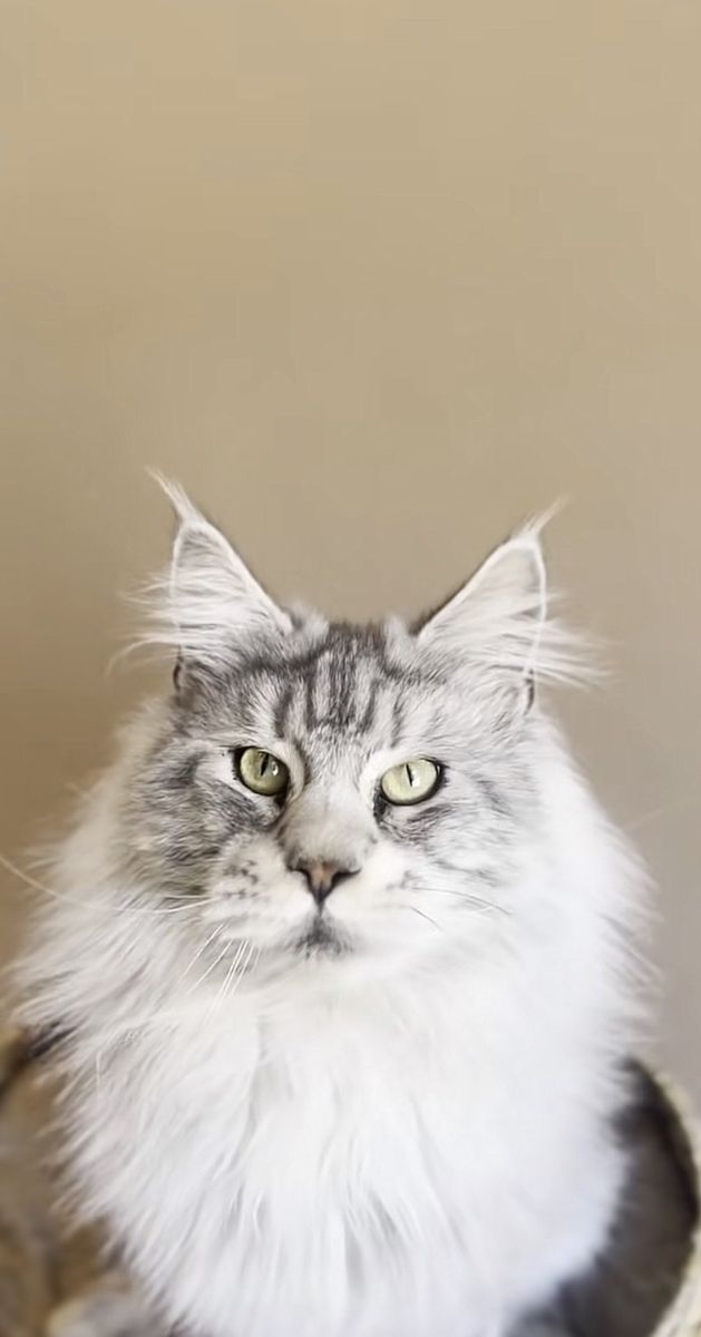 Male maine coon