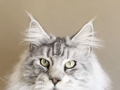 Male maine coon