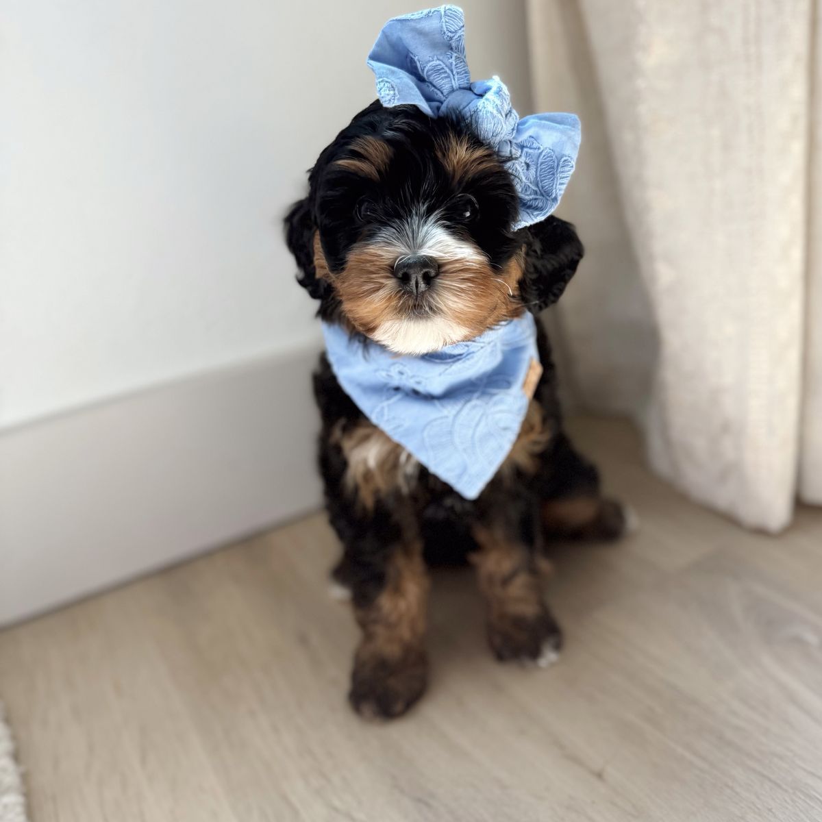 Beautiful Mini Bernedoodle Female 15-25 Ibs full grown!