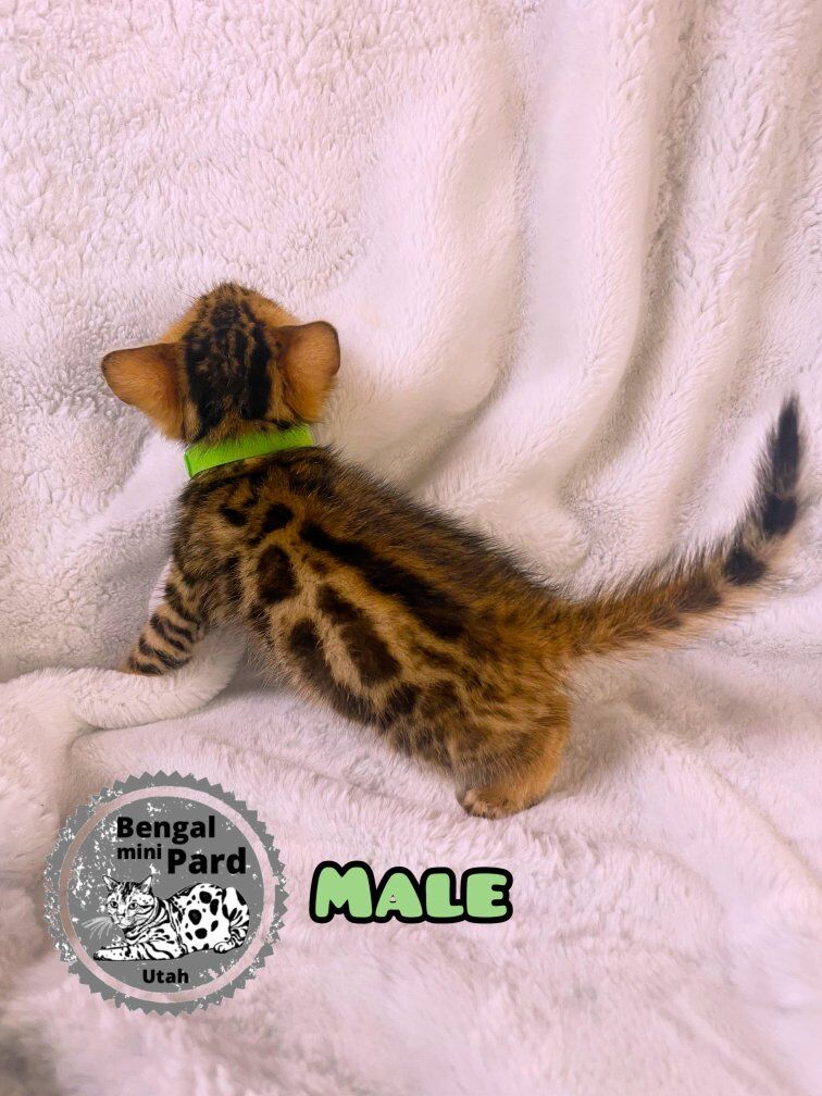 Bengal Purebred kitten