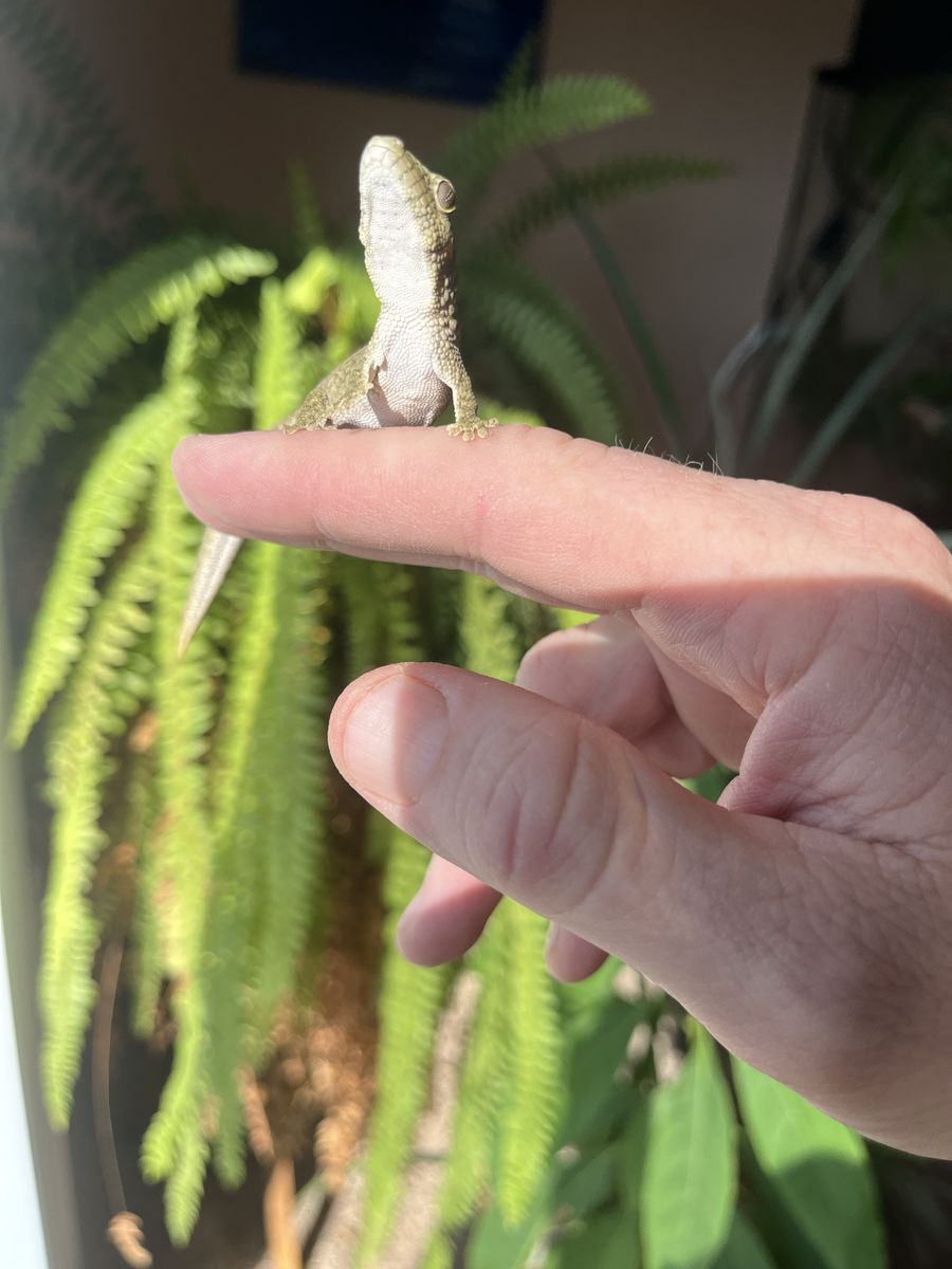 Eurydactylodes Vieillardi female for sale