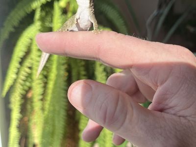 Eurydactylodes Vieillardi female for sale