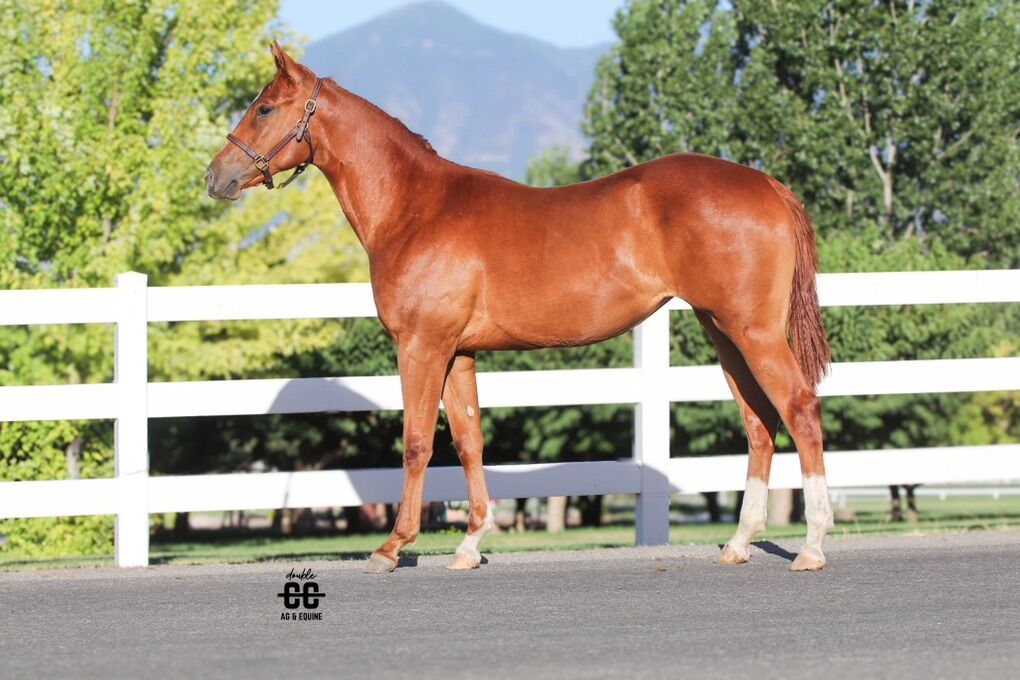 AQHA MARE. All Around Horse.