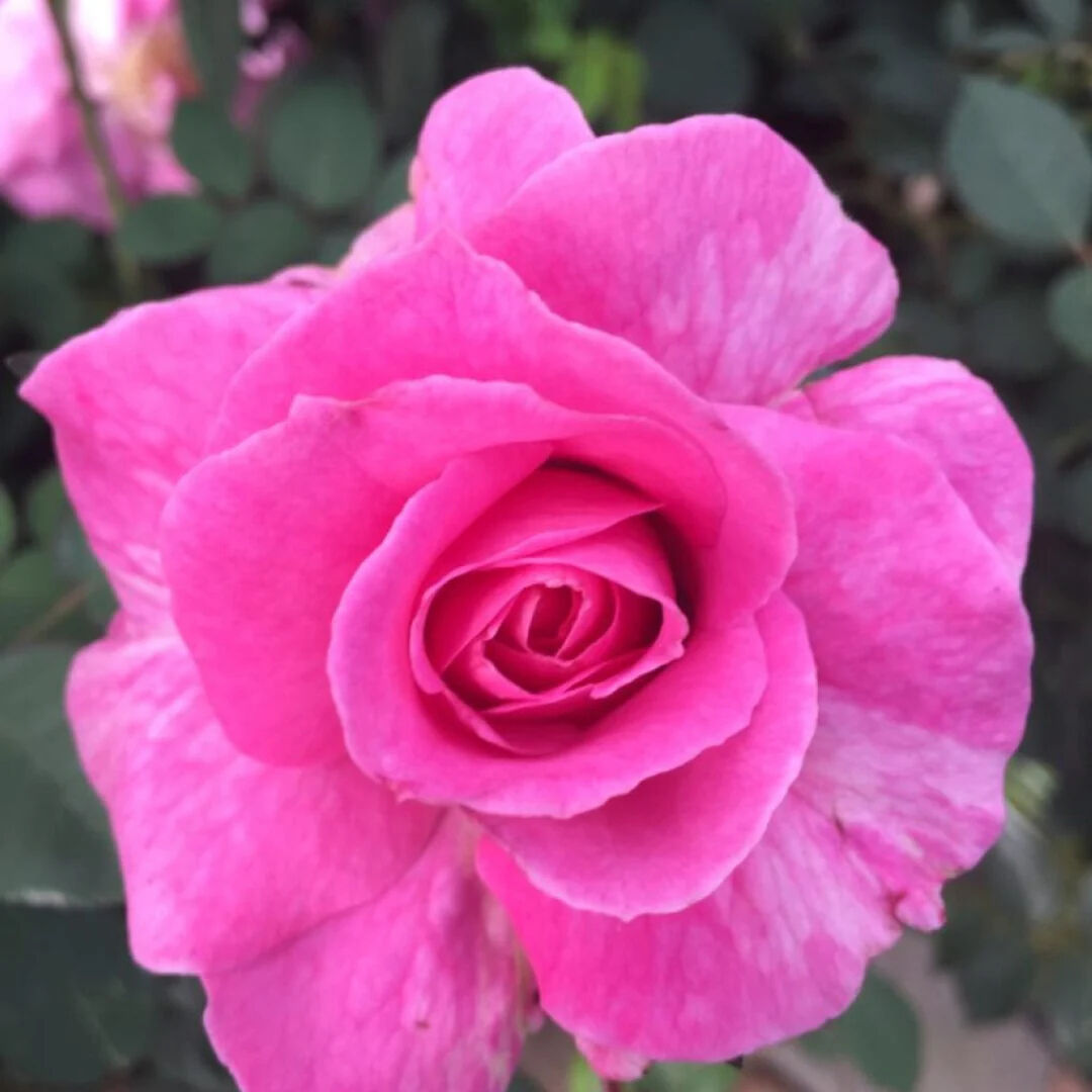 Brindabella First Lady Roses (3x)