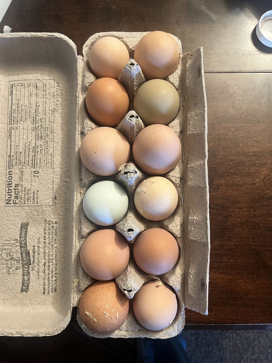 Fresh Eggs
