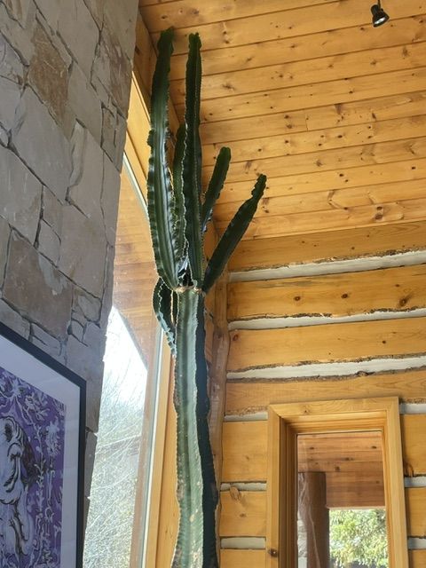 Tall Indoor Cactus Starts