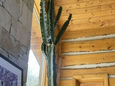 Tall Indoor Cactus Starts