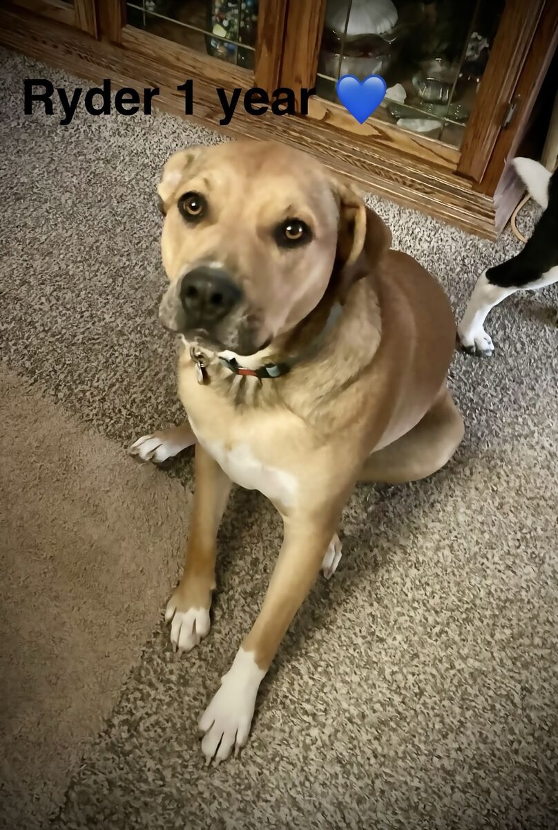 Australian Cattle Dog / Blue Heeler