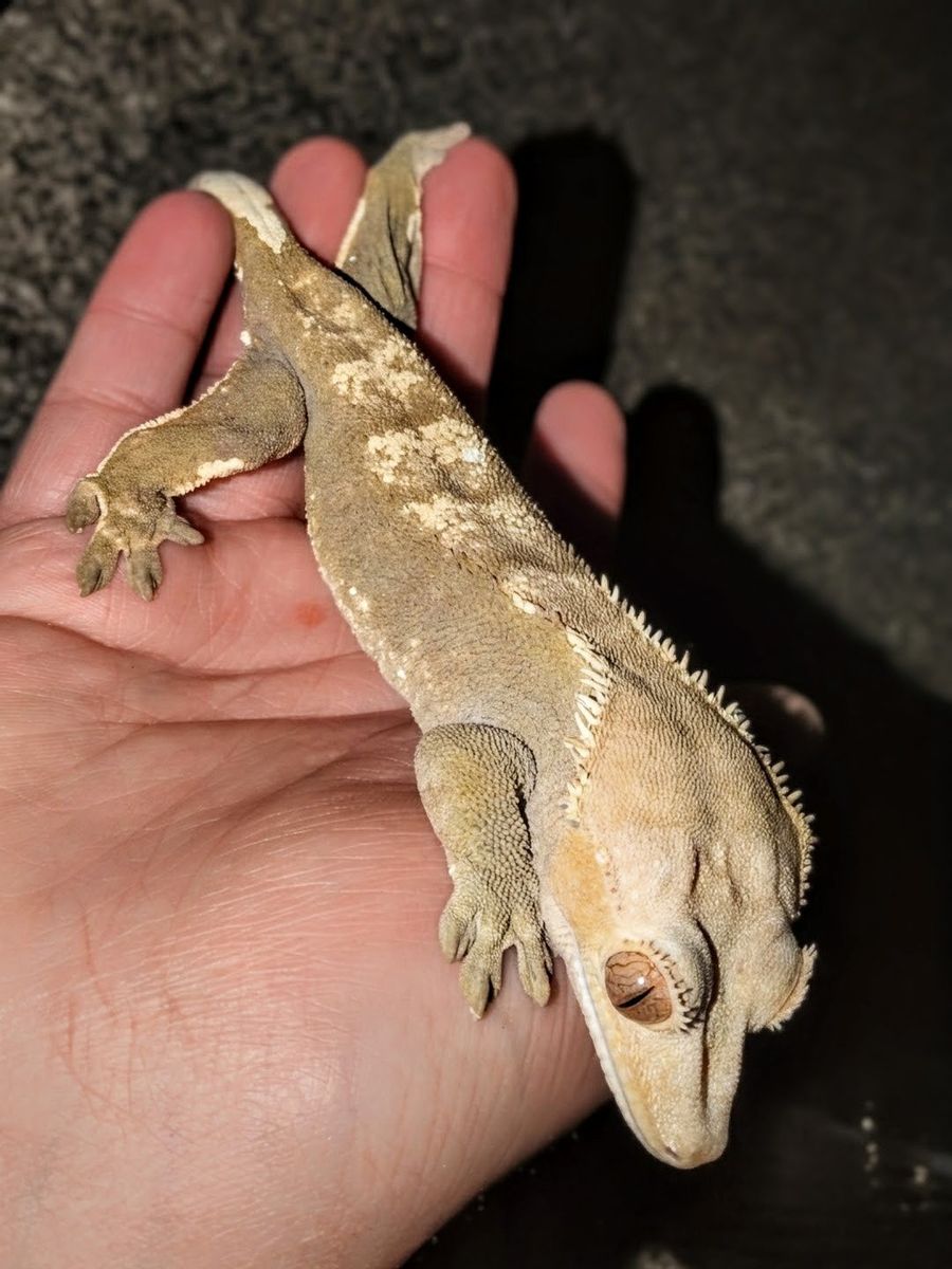 low expression Harley Quinn crested gecko