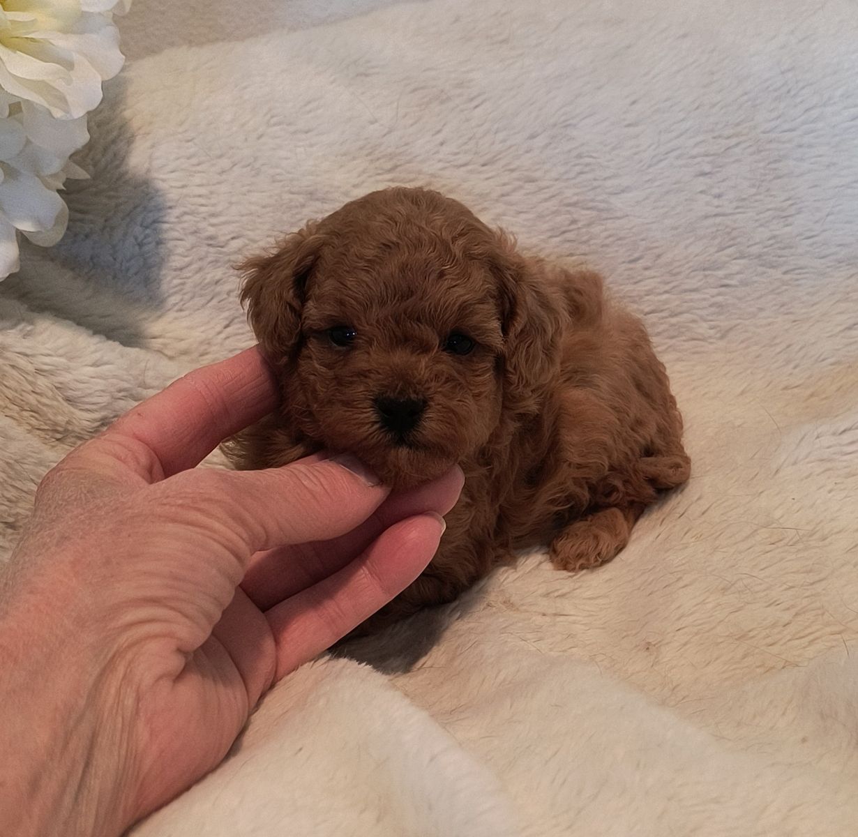 Adorable Toy Poodle Puppies