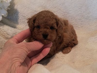 Adorable Toy Poodle Puppies