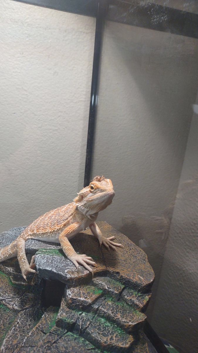 Male bearded dragon with temporary tank NEED GONE ASAP