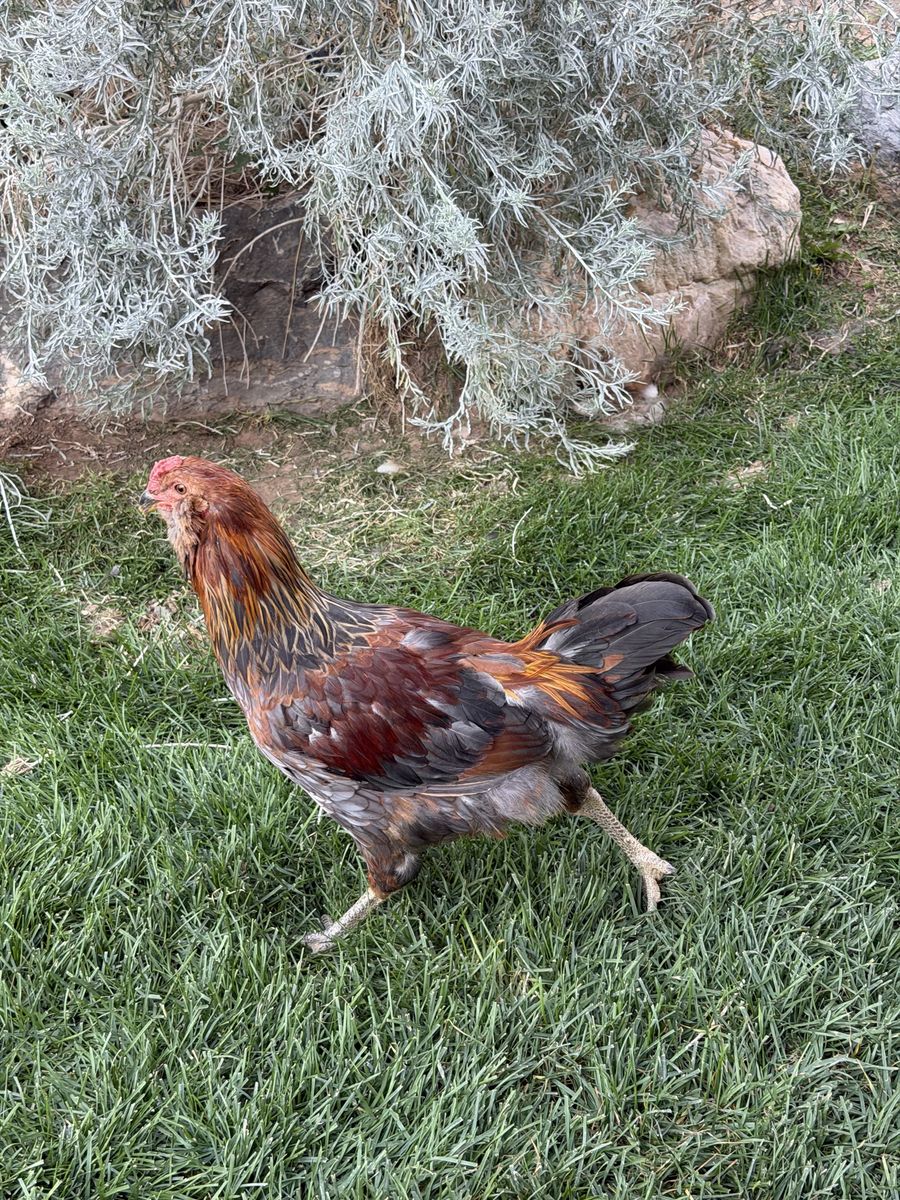 Young Easter Egger / Ameraucana Rooster Chicken