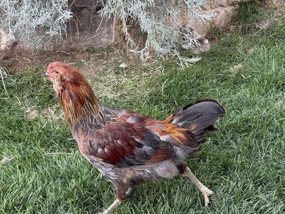 Young Easter Egger / Ameraucana Rooster Chicken