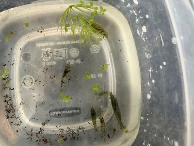 Shrimp