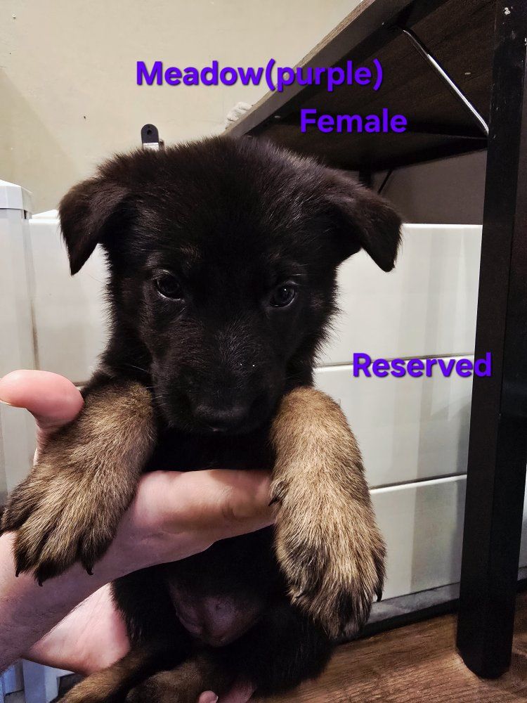 Sargent Shepherds German Shepherd Puppy - Family Raised & Embark Tested