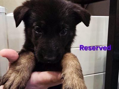 Sargent Shepherds German Shepherd Puppy - Family Raised & Embark Tested