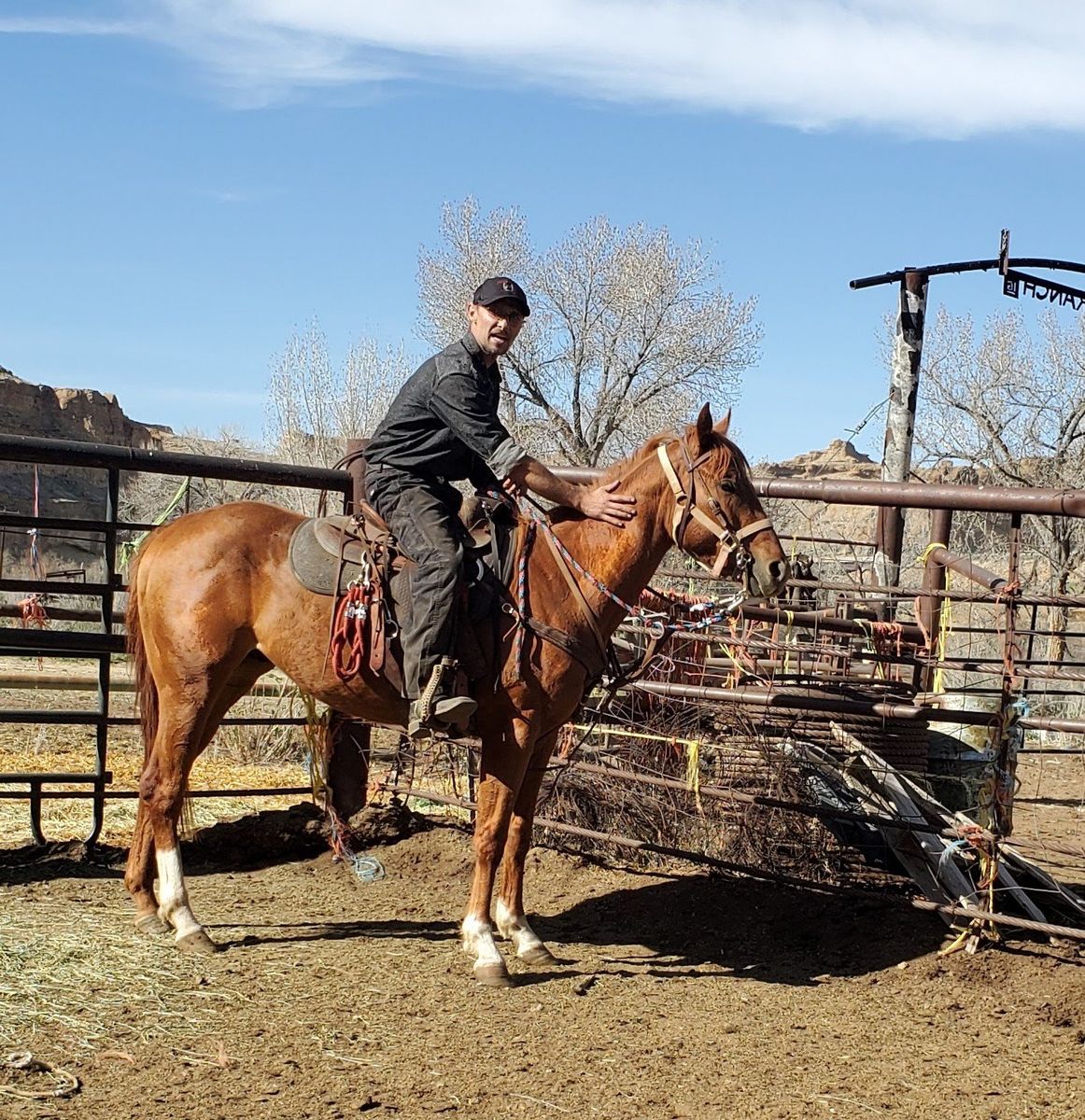 5 year old appendix stud horse