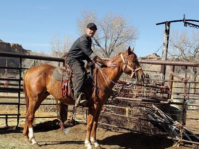 5 year old appendix stud horse