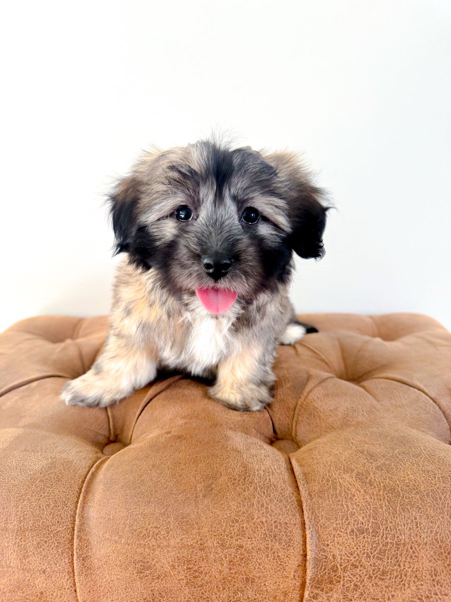 Maltese Mix - Maltonese - Maltese, Havanese, Bichon, Toy Poodle - ESA Companion Dog, Lap Dog, Service Animal Potential