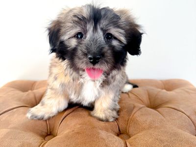 Maltese Mix - Maltonese - Maltese, Havanese, Bichon, Toy Poodle - ESA Companion Dog, Lap Dog, Service Animal Potential