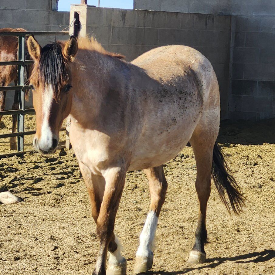 2024 cute roan blm filly