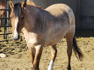 2024 cute roan blm filly