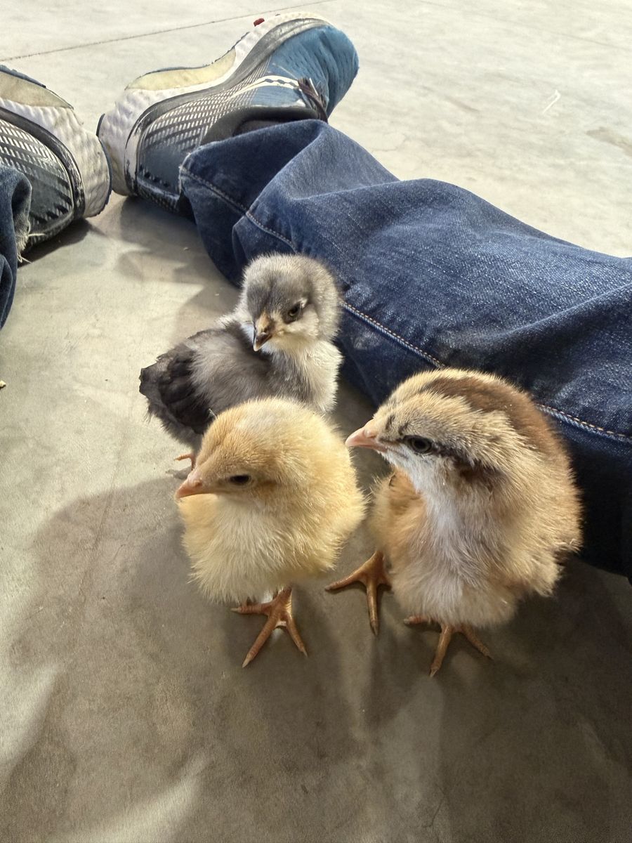 Whiting True Blue Rooster Chicks