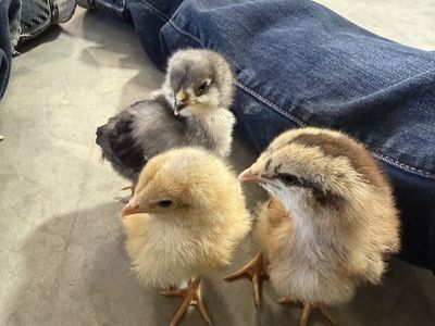 Whiting True Blue Rooster Chicks