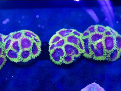 Saltwater Corals