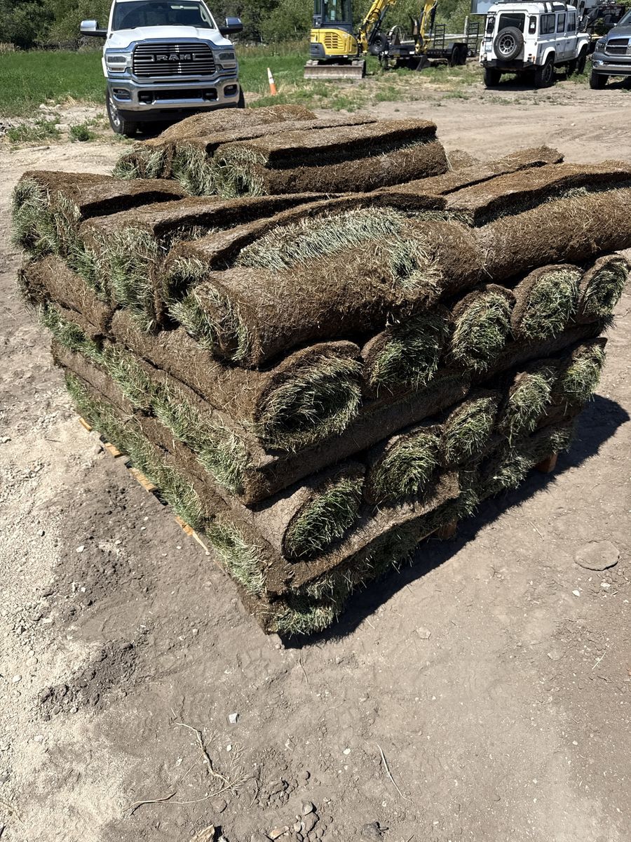 Fresh Pallet of sod