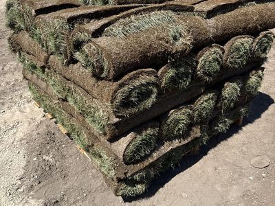 Fresh Pallet of sod