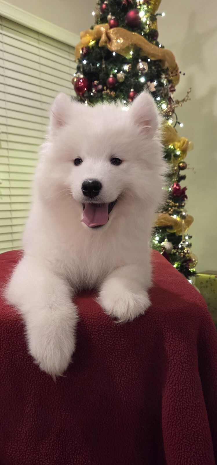 Samoyed puppy (not a Poodle, Shepherd, Retriever) AKC