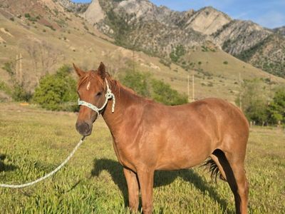 2 year old grade mare