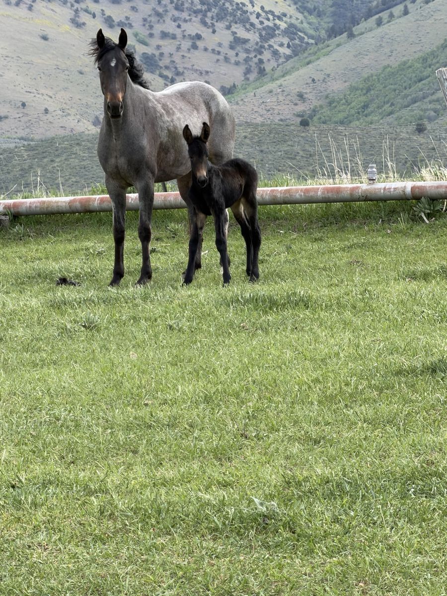 Tennessee Walker mare
