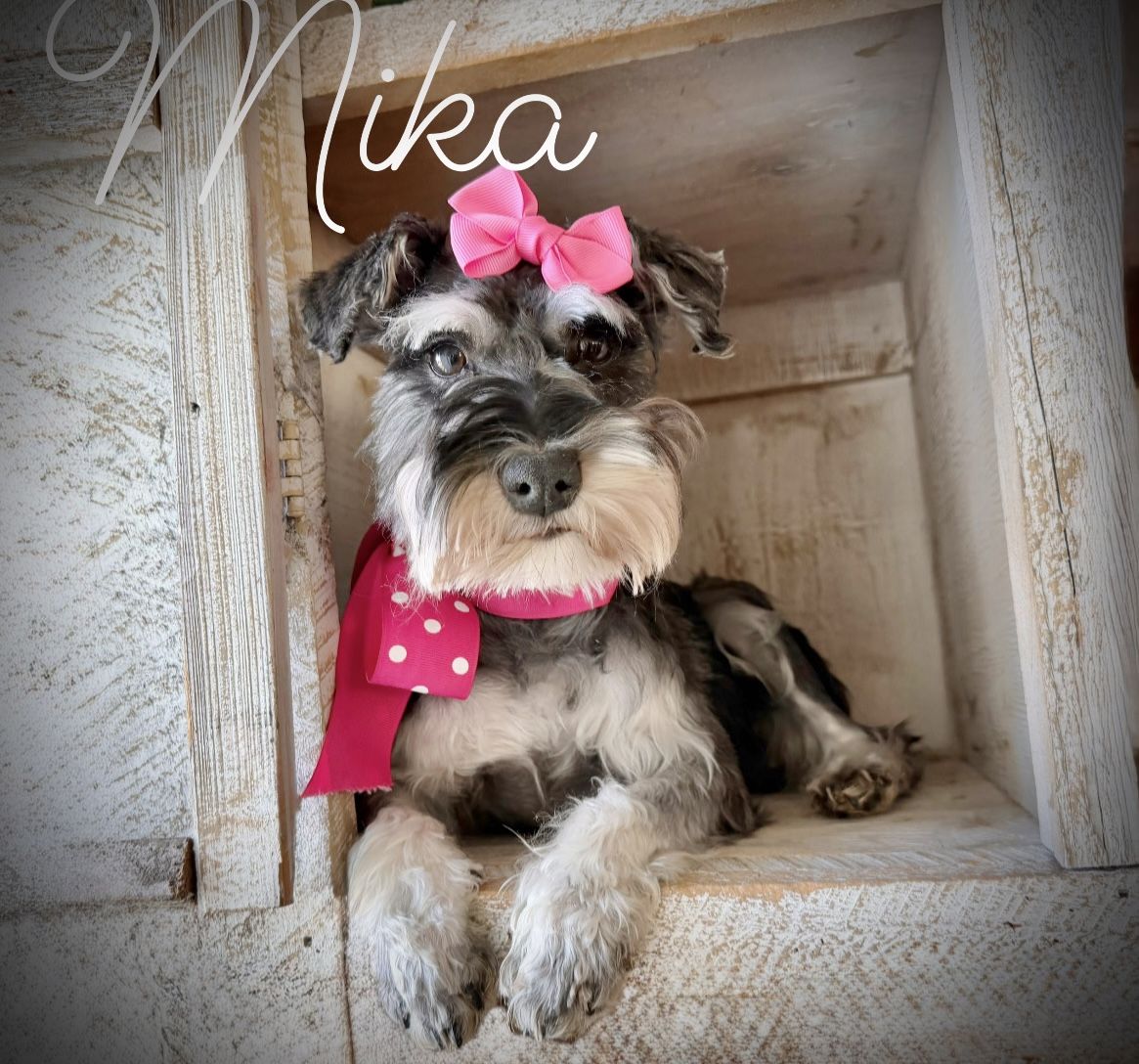 AKC Teacup / toy / mini schnauzer puppies