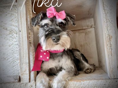 AKC Teacup / toy / mini schnauzer puppies