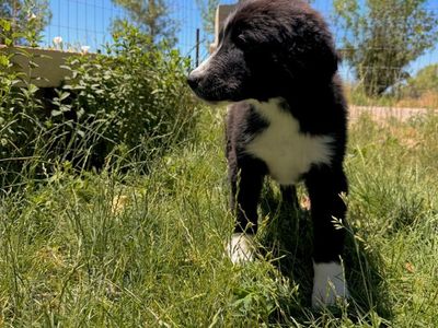 Border Collie/Poodle Mix Puppies – Ready for Their Forever Homes!