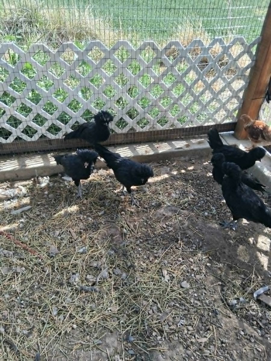 Chickens