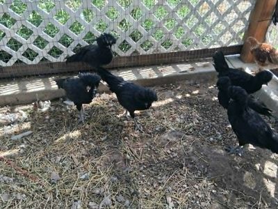 Chickens