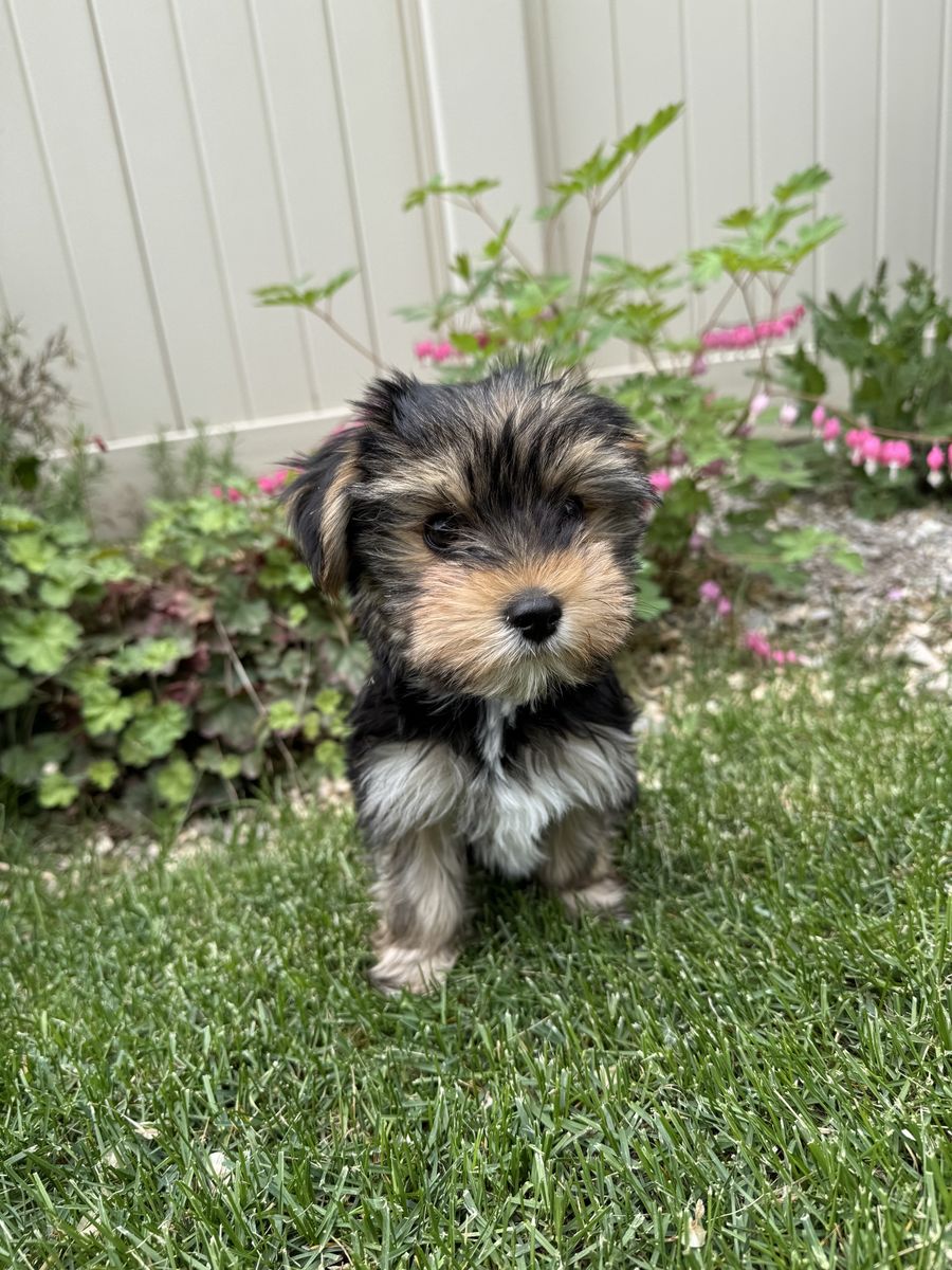 Yorkie Puppy