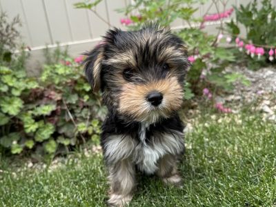 Yorkie Puppy