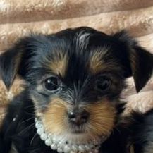Purebred Yorkshire Terrier (Yorkie) puppies - Perfect Yorkie Easter Basket Stuffers